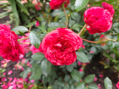 A close-up shot of several vibrant red roses in bloom is presented, with a focus on the intricate layers of petals in the foreground. The roses are lush and full, with some appearing to have water droplets on their surfaces, suggesting recent rain or dew. The background is a soft blur of green foliage and more red rose petals scattered on the ground, indicating a garden setting. The lighting suggests it may be daytime, possibly overcast or late afternoon, given the diffused light. The overall mood is one of natural beauty and serenity, showcasing the delicate details of the flowers. There is no visible text in the image.