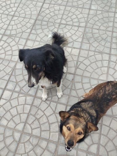 The image shows two dogs on a gray tiled surface with a circular pattern, typical of outdoor paving. One dog, mostly black with white paws and a white-tipped tail, is standing and looking downwards. The other dog, brown and black with visible teeth, is lying and looking upwards. The location is identified as Yerzhovo, Moldova. There are no people visible. The interaction is between the photographer and the dogs.