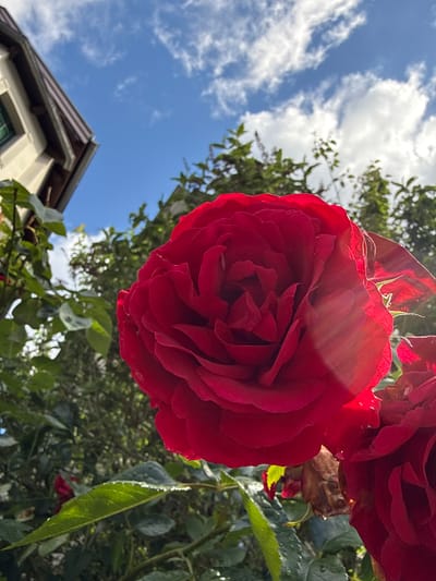 An extreme close-up, low-angle shot captures a vibrant red rose in full bloom, dominating the foreground. Sunlight streams through the petals, creating a luminous glow and visible light rays. To the left, the corner of a building with a dark-tiled roof and beige siding is visible, along with green foliage. In the background, lush green trees and a bright blue sky with scattered white clouds complete the natural environment. The image is set in the city of Oldenburg, Germany.