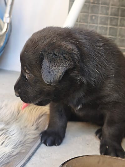 A black puppy with its tongue sticking out is lying down. The puppy's fur is dark and appears somewhat ruffled. It is looking to the left of the frame. Part of another light-colored dog is visible beneath the black puppy. The puppy is lying on a light-colored surface that appears to be concrete or tile. In the background, there is a gray tiled wall and a white pipe. To the far left, a portion of a blue object is visible. The scene appears to be outdoors.