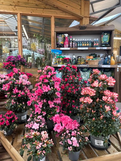 The image displays an indoor section of a garden center, likely located in Wyre Forest, United Kingdom. The scene is dominated by a dense arrangement of numerous potted Azalea plants, primarily in various shades of pink, fuchsia, and red, with some exhibiting variegated pink-and-white blossoms. These plants are contained within dark grey or black plastic pots, some bearing white price tags, and are displayed on light-colored wooden pallet-style shelving in the foreground and midground.
In the background, to the right, a three-tiered wooden display shelf is stocked with various gardening products. Visible items include 'Westland' branded orchid and houseplant fertilizers, multiple spray bottles, liquid plant feeds, bags of 'Bonsai Pre-mix', and a wicker basket. A yellow watering can or bottle is positioned on the far right of the shelf. The background to the left features wooden-framed clear or translucent panels, through which other plants, possibly orchids in clear plastic wraps, are visible, indicating an adjacent section of the facility. The ceiling structure above is also composed of clear panels supported by wooden beams, allowing natural light into the space. No individuals are present in the image.