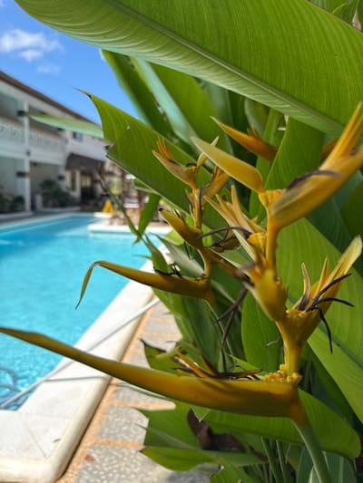The scene depicts an outdoor tropical environment, identified as a resort area in Panglao, Philippines. The foreground is filled with dense green foliage, featuring multiple stalks of yellow-orange Heliconia inflorescences characterized by prominent boat-shaped bracts and dark, slender floral elements. A bright blue swimming pool with white coping stones spans the midground. Beyond the pool, a multi-story building with light-colored walls and white, ornate balcony railings is visible. The background shows a clear blue sky with minimal scattered white clouds. No individuals, specific actions, or interactions are clearly discernible within the frame.