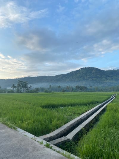 The image shows a wide, green rice paddy field in the foreground, with a concrete irrigation channel running through it. Two parallel channels split apart to run along the sides of the field, disappearing into the distance. The field is surrounded by lush green foliage, with a small group of trees visible in the background. The sky is blue with white clouds, and a bird is flying in the distance. The image was taken near a location in Piyungan, Indonesia with the coordinates -7.828, 110.483. The image is shot at a low angle from the ground, showcasing the view of the vast expanse of the paddy field.