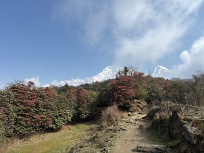The image depicts a mountainous scene in Lwang Ghalel, Nepal. A dirt path lined with rocks and steps ascends amidst lush vegetation, including trees with vibrant red flowers, possibly rhododendrons. In the background, snow-capped mountain peaks are partially obscured by clouds in a blue sky. The scene suggests a hiking trail in a mountainous, natural environment. There are no people visible in the image.