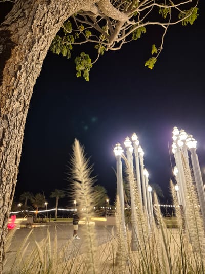 The image depicts an outdoor scene at night in Fujairah, United Arab Emirates. In the foreground, a large, textured tree trunk is visible on the left side. Tall, feathery grasses in a pale, dry color are prominent in the lower half of the frame, extending upwards and obscuring parts of the background.
In the mid-ground, a row of ornate white lampposts stands illuminated, casting a warm glow. Beyond the lampposts, a person is standing in a paved area, wearing a dark top and light-colored shorts with white sneakers. They are facing away from the camera, towards a line of illuminated string lights stretched between trees. Palm trees are visible in the background, silhouetted against the dark night sky. The overall ambiance is one of an urban park or promenade illuminated for evening enjoyment.