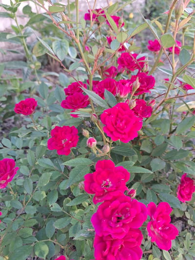 This is a close-up, horizontal, eye-level shot of a bush filled with small, vibrant pink roses. The roses are in various stages of bloom, with some fully open and others still in bud. The petals are ruffled and appear soft. The leaves of the bush are a deep green, serrated along the edges, and are interspersed with the bright pink flowers and thorny stems. The background is softly blurred, showing hints of dry earth and possibly other greenery, suggesting an outdoor setting. The lighting appears to be natural daylight, casting subtle shadows and highlighting the texture of the petals and leaves. The overall mood is one of natural beauty and abundance. There is no visible text in the image. The location context is Krolevets, Ukraine.
