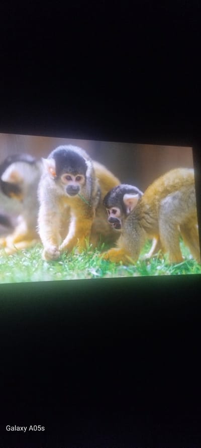The image is a photograph, rotated 90 degrees clockwise, depicting a close-up of several squirrel monkeys displayed on what appears to be a screen or monitor. The monkeys are prominently featured on the right side of the frame, with a large, featureless black area occupying the left side.

At least three squirrel monkeys are clearly visible. The most prominent one is in the lower-center of the monkey group, facing forward. It exhibits a distinctive black mask-like marking around its eyes and mouth, contrasting with the lighter-colored fur on its face and ears. Its body is covered in yellowish-brown fur. Directly above it, another squirrel monkey's head and upper body are visible, also displaying the characteristic black facial markings and yellowish-brown fur. This monkey appears to be looking downwards or to the side. Above these two, the lower body and legs of a third monkey are partially visible. A fourth monkey's head or body is barely discernible at the bottom edge of the frame, suggesting a larger group.

The monkeys are situated amidst patches of bright green grass or foliage, adding a natural element to the depicted scene. The background directly behind the monkeys is dark and out-of-focus, creating a shallow depth of field that highlights the animals. The lighting suggests daylight, illuminating the monkeys brightly against the darker surroundings.

The monkeys appear to be resting or observing; no specific activity or event is clearly taking place. There are no discernible strong emotions expressed by the animals.

In the bottom right corner of the original image (which appears on the left side of the frame when the monkeys are viewed upright), the text "Galaxy A05s" is visible in white lettering, indicating the device used to capture this photograph.