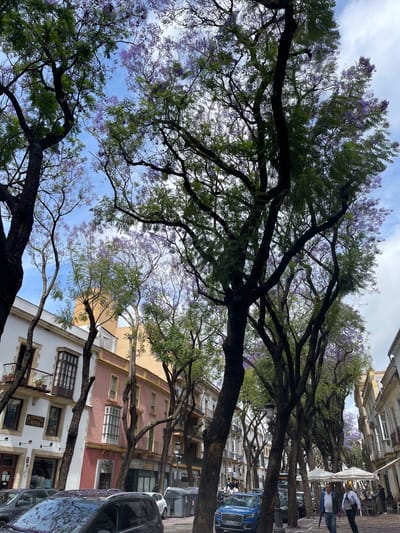 Captured from a low angle, the image depicts a street scene in Jerez De La Frontera, Spain. The street is lined with Jacaranda trees in full bloom, their purple flowers creating a canopy overhead, partially obscuring a blue sky. Buildings with traditional Spanish architecture flank the street, featuring facades of white, yellow, and pink with balconies and windows. Pedestrians are visible, walking along the sidewalks. Cars are parked along the street, including a blue Audi with a visible license plate. An awning suggests a cafe or restaurant along the street.