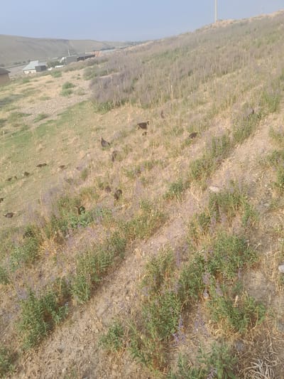 The image captures a hillside dotted with several dark-colored birds, possibly turkeys, in a rural setting. The vegetation is a mix of dry grasses and low-lying purple wildflowers, indicative of a semi-arid environment. In the background, a cluster of buildings, some appearing residential with light-colored roofs and others more industrial with dark siding, are visible on a lower elevation. The overall landscape suggests the outskirts of a settlement, consistent with the description of Кыргыз-Каба, Kyrgyzstan. The sky is clear and pale, indicating daylight. The birds are scattered across the slope, some appearing to peck at the ground or forage among the plants. No human activity is directly depicted.