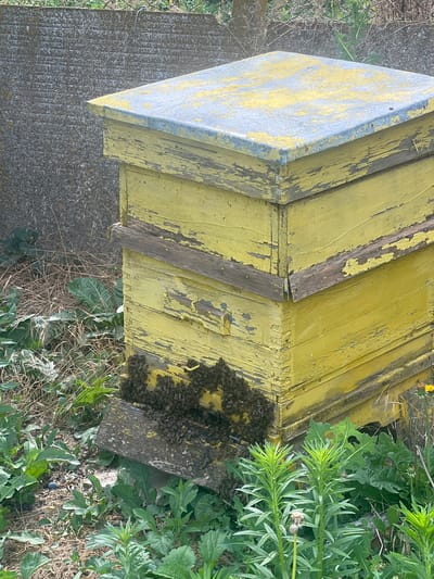 A close-up, overhead shot shows a weathered, yellow beehive. The hive is made of wooden planks, some of which are peeling and show signs of age. A cluster of bees is gathered on a wooden plank near the bottom of the hive. The beehive is situated outdoors, with green foliage and dry grasses surrounding it. The ground appears to be a mix of gravel and dirt. The overall scene suggests a natural, rural setting. The lighting indicates it is daytime, likely sunny given the sharp details. There is no visible text in the image. The location context is Ohrid, Bulgaria.