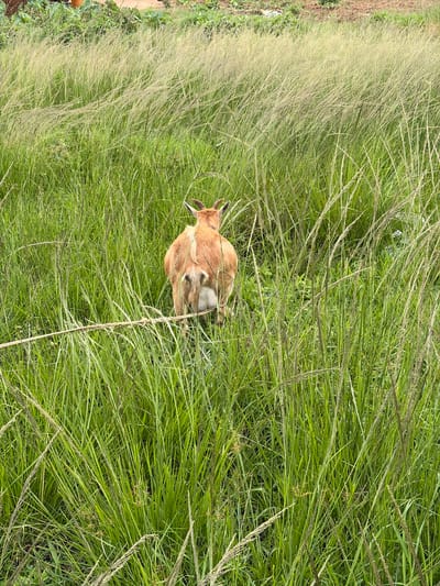 A single, light brown antelope stands facing away from the camera, partially obscured by tall, green grass in Wumat Central, Nigeria. The antelope's hindquarters are visible, showing a tuft of darker fur on its rear and a pale underside. The surrounding environment is a dense field of long, wind-swept grasses and some low-lying vegetation in the background, suggesting a rural or semi-rural setting. A thin, light-colored rope stretches horizontally across the lower portion of the image, in front of the antelope.