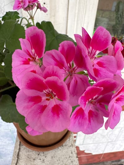 A close-up, overhead shot captures a cluster of vibrant pink geraniums in full bloom. The flowers are the primary focus, with their delicate petals unfurling in various stages of openness. Each petal exhibits a gradient of color, transitioning from a deep fuchsia at the center to a lighter pink towards the edges, and some display a distinct dark pink or magenta blotch. Delicate white veins add intricate detail to the petals, and the stamens are visible as small, orange-tipped structures in the center of the blossoms. Lush green leaves provide a backdrop to the flowers, their broad shape and slightly serrated edges adding texture. The geraniums are potted in a simple, reddish-brown terracotta pot, which rests on a textured, grey concrete ledge. In the background, a white vertical structure, possibly a wall or pillar, and a blurred glimpse of a window with a hint of green foliage beyond, suggest an outdoor setting, possibly a balcony or patio. The foreground is dominated by the flowers and pot, with the ledge and background elements softened by the depth of field. The scene is lit by natural light, highlighting the vivid colors of the geraniums.