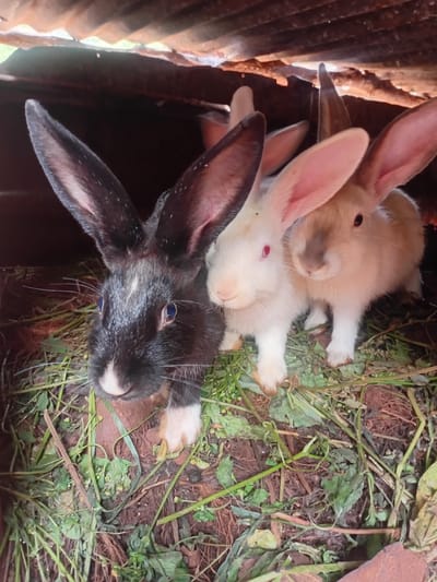 The image shows three rabbits piled on top of each other inside a wooden structure lined with corrugated iron sheets. The rabbits are lying on a bed of mixed materials including hay, dried roots, and green foliage. The bottom rabbit is black with large dark ears and is looking up at the camera. The rabbit above it is white with red eyes. The top rabbit is a light tan color. Given the prompt, it is presumed that the location is Limuru, Kenya.