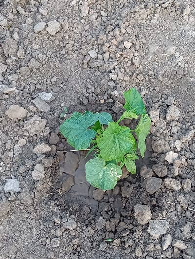 A high-angle, eye-level shot shows a small cucumber seedling growing in the dark, moist soil of a garden in Olișcani, Moldova. The seedling has several large, green leaves with serrated edges and a few smaller leaves. The soil is a mix of dark earth and small, grey rocks. There are visible water droplets on the leaves of the seedling, suggesting it has recently been watered. The ground around the seedling is uneven and appears to be recently tilled. The overall impression is one of growth and cultivation.