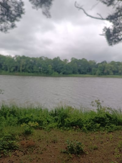 The image depicts a natural scene with a body of water and a tree line. In the foreground, there is a patch of dirt with some sparse vegetation. A thick line of green grass and bushes borders the water. The water itself appears calm with small ripples, reflecting the overcast sky. Behind the water, a dense forest of green trees forms a natural horizon. The sky is cloudy and gray. In the upper portion of the image, out-of-focus branches of trees are visible, suggesting they are overhead and framing the scene. The overall impression is one of a tranquil, natural landscape. The provided context indicates this scene is located in Лунненскі сельскі Савет, Belarus.