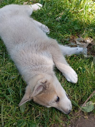 A light-colored puppy is lying on its back in the grass in Shil'tsevo, Russia. The puppy has light brown fur on its face and ears, with dark brown eyes and a black nose. Its body is covered in light cream-colored fur. One of its paws is extended upwards and its claws are visible. The grass is green and appears to be in a natural setting, with some dry leaves and dirt visible in the background. The lighting suggests it is daytime, with sunlight filtering through the foliage.