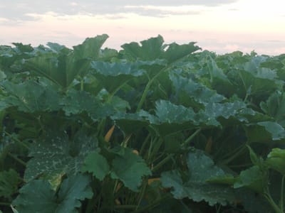 This image depicts a close-up view of a field of zucchini plants under a pale, overcast sky. The foreground is dominated by large, dark green leaves with ruffled edges. The plants are densely packed, creating a wall of foliage. In the background, the sky transitions from a pale pinkish hue near the horizon to a lighter gray at the top, with wispy clouds scattered across it. There are no visible people or animals in the image. The overall impression is of a natural, agricultural setting. The provided context suggests this scene is located in Holendry, Ukraine.