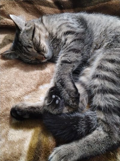 A tabby cat sleeps curled up on a fuzzy brown blanket. The cat is gray with black stripes. Its eyes are closed, and its paws are tucked in. The blanket has a textured surface with variations in color from light brown to dark brown. The scene is indoors, likely in a home environment.