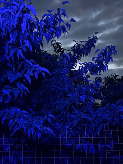 The image shows a close-up of lush, dark blue foliage, likely illuminated by artificial blue light, set against a stormy, gray sky. A wire mesh fence runs across the lower portion of the frame, with some of the leaves appearing to droop over it. The overall impression is one of an outdoor scene, possibly a garden or park, rendered in a dramatic, monochromatic color scheme. The location of Dongaron, Russia, is not discernible from the visual information present in the image. There are no people or specific actions depicted.