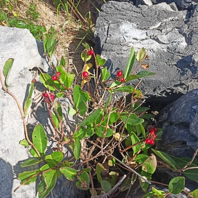 The image depicts a low-growing plant with green leaves and clusters of small, bright red berries, nestled amongst grey, rough-textured rocks. The vegetation is sparse, with dry grass and some brown, dead leaves visible around the plant. The rocks appear weathered and part of a natural, possibly arid or exposed, environment. There are no people or animals present in the image. The scene is outdoors, under natural lighting, casting shadows on the rocks. The location is identified as Seershin, Ireland, suggesting a coastal or rocky landscape common in that region.