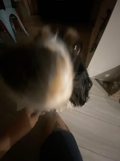 A blurry image shows the head and back of a black and white dog. Part of an arm and hand are visible as well, indicating someone is petting the dog. A tattoo appears on the arm. The background includes furniture and a wooden floor. The image is dark, possibly due to low lighting.