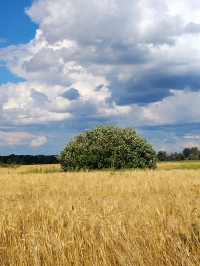 The image depicts a landscape in Ustyvytsya, Ukraine, characterized by a field of golden wheat under a dramatic sky. In the foreground, the wheat stalks are tall and mature, creating a textured, sun-drenched expanse. A large, dense green bush stands prominently in the middle ground, breaking the uniformity of the field. Beyond the bush, a line of dark green trees forms the horizon, with a lush forest visible in the distance. The sky above is a dynamic mix of bright blue patches and heavy, dark gray clouds, suggesting an approaching or receding storm. The scene is devoid of any human presence or activity, presenting a natural, undisturbed rural environment.