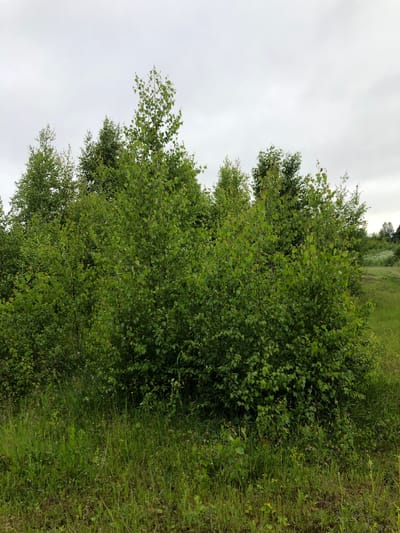 A medium shot captures a cluster of deciduous trees and dense undergrowth in an outdoor setting under an overcast sky. The foliage is a vibrant green, with the leaves of the trees appearing small and numerous. The ground is covered in a thick layer of grass and wildflowers, suggesting a natural or semi-natural environment. The overall impression is one of a lush, verdant landscape. The image is likely taken in Zhukovo, Russia, given the context provided.