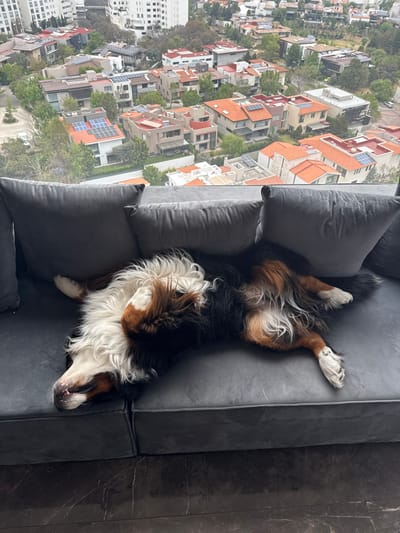 A Bernese Mountain Dog lies on its back with its limbs splayed on a two-section gray upholstered sofa. Its white chest and belly fur are visible, contrasting with its black, brown, and white markings. The dog's eyes are closed, indicating sleep or rest. Two gray throw pillows are positioned on the sofa behind the dog. In the background, a large window provides an elevated view of a residential area within Santiago Yancuitlalpan, Mexico. The urban landscape features numerous houses with predominantly red-tiled roofs, many of which are fitted with solar panels. Green trees and vegetation are interspersed among the structures, and taller, lighter-colored buildings are visible in the distant background under an overcast sky. The immediate foreground displays a dark, polished floor surface with subtle veining.