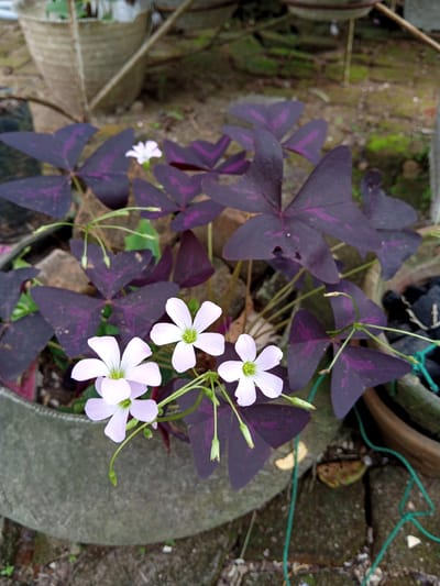 The image depicts a potted plant with purple, triangular leaves and white, five-petaled flowers. The plant is in a gray, concrete-like pot that appears weathered. Another pot is partially visible behind the primary one, containing what appears to be charcoal or dark potting material. The background is slightly blurred, showing other potted plants and possible vegetation. The ground around the pot is comprised of dark soil and small stones. The location is not discernible from the image; thus, the city of Palohigeuh, Indonesia, cannot be verified based solely on the visual information.
