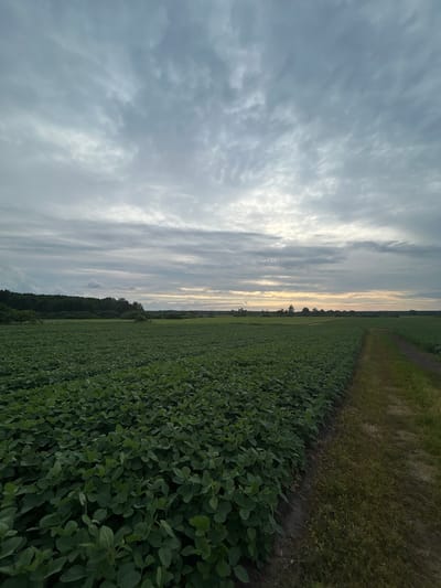 A wide-angle, low-angle outdoor shot captures a vast, dense field of green crops, likely soybeans, stretching towards a distant tree line under a heavily clouded sky. The crops occupy the majority of the frame, appearing lush and uniform. A dirt path, bordered by dry grass and sparse vegetation, runs along the right side of the field, leading into the distance. The sky is filled with a variety of grey clouds, with some breaks allowing faint sunlight to filter through near the horizon. The overall impression is one of an agricultural landscape under an overcast sky, possibly in the city of Terny, Ukraine. There are no people or animals visible in the scene.