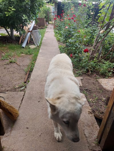 The image shows an outdoor scene, likely a yard or garden, in Pargos, Uzbekistan. A light-colored dog is standing on a concrete walkway. The walkway is cracked and partially obscured by grass and weeds on either side. To the left of the walkway is a collection of garden debris, including a metal gate, PVC pipe, and some pieces of wood. A rose bush with red flowers is visible along the edge of the walkway. The ground adjacent to the walkway appears to be muddy. A broom is in the bottom right corner of the image.