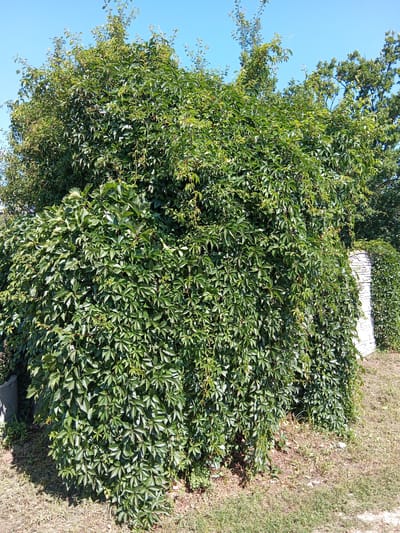 In the city of Leoncin, Poland, on a bright, sunny day, a dense, green wall of Virginia creeper covers a large structure, possibly a hedge or a low building. The plant features five-lobed leaves that form a thick canopy. To the right of the Virginia creeper, a pillar-like structure made of light-colored stone blocks is visible, also partially covered by the plant. The ground in front of the vegetation is dry and covered with sparse, yellowing grass and some patches of bare earth. The sky above is a clear, vibrant blue, indicating good weather conditions. The overall scene depicts a lush, overgrown natural element integrated into an outdoor urban or suburban setting.