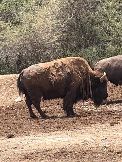 A large, brown bison stands on a dirt surface alongside some green bushes. The bison appears to be molting, with patches of fur missing. The location is unknown.