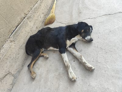 A medium-sized, black and tan dog is lying on a concrete surface next to a raised, textured, light-colored wall. The dog is positioned diagonally on the ground, with its head resting on the concrete and its body extending towards the top right of the frame. A straw broom with a blue handle lies on the concrete near the dog's head and upper body. The concrete surface is cracked in several places. The scene appears to be outdoors, possibly in an alleyway or courtyard in Sultonobod, Tajikistan.