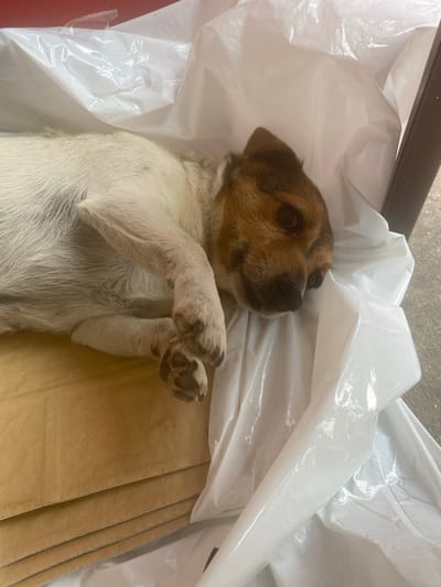 A brown and white dog is depicted resting on its side, curled up, within a partially open white plastic sheet or bag, in Kipilovo, Bulgaria. The dog's body is predominantly white, while its head features a mix of brown, tan, and white fur, with dark eyes and a black nose. Its front paws are tucked beneath its chest, and its dark paw pads are visible. Beneath the dog and the plastic sheet are several layers of flat, light brown material, consistent with cardboard or thick paper sheets. The white plastic sheet is wrinkled and partially covers the dog's back and head. To the right of the dog and plastic, a dark, vertical object is partially visible, likely a frame or support structure. The ground in the upper and lower right sections of the image consists of a light gray, textured surface, possibly concrete or asphalt.