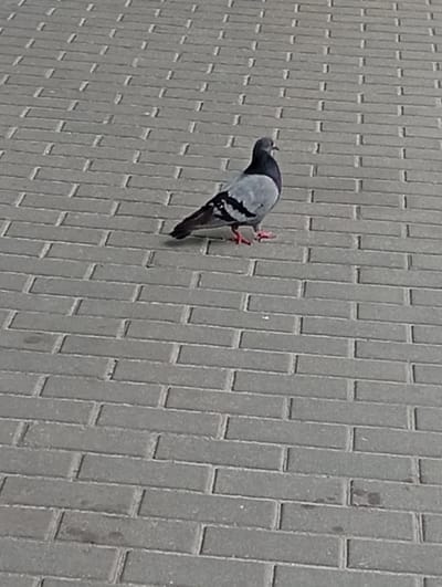 A single pigeon stands on a paved surface made of rectangular gray bricks laid in a brick pattern. The pigeon is facing left and is mostly gray with iridescent neck feathers and black markings on its wings. Its feet are red. The paving stones are evenly spaced with visible grout lines. The scene is likely outdoors, given the lighting and the natural texture of the paving. The time of day and weather are not clearly discernible, but the lighting suggests it is daytime. The setting appears to be a public area, such as a park, square, or walkway, in Pavlovsky Posad, Russia, as indicated by the location context. There is no visible text in the image.