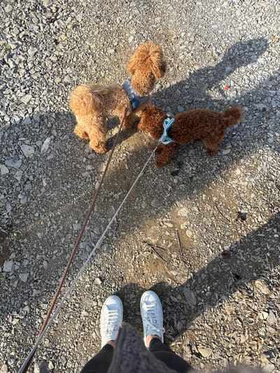 An overhead view captures an outdoor scene in Dolno Linevo, Bulgaria, under direct sunlight. The lower half of a person, wearing white sneakers with white laces and black leggings, is visible in the bottom center of the frame. Two small, curly-haired dogs are present on leashes. The dog on the left is tan or light brown, wearing a dark blue or grey harness, and is positioned slightly ahead of the person's left foot. Its leash, dark brown, extends forward out of the frame. The dog on the right is dark brown or reddish-brown, wearing a light blue/green and white patterned harness, and is positioned to the right of the person's feet. Its leash, white or light grey, extends towards the bottom center, presumably held by the person. Both dogs stand on a ground surface composed of light grey gravel, small rocks, and patches of dirt. Distinct shadows from the dogs and person are cast towards the lower right. A small, red, spherical object is visible on the ground near the dark brown dog's shadow.
