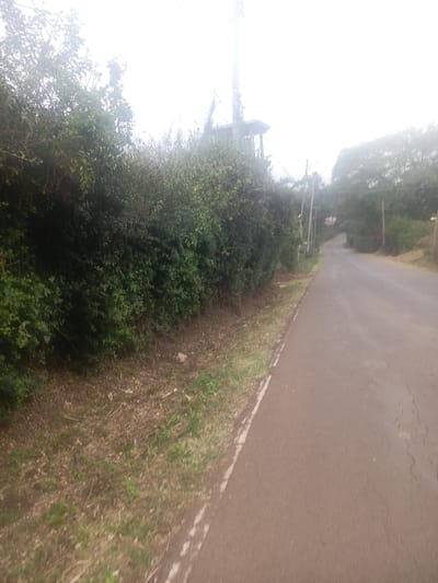 The image depicts an outdoor scene in Ewuaso Oonkidong'i ward, Kenya, featuring a paved road extending into the distance under an overcast sky. The foreground shows a dark grey asphalt road, worn with visible cracks, bordered on the right by a faint white edge line and on the left by a narrow dirt and sparse grass verge. Adjacent to the verge on the left, a dense, dark green hedge or row of bushes runs parallel to the road, extending from the foreground into the midground. Beyond the hedge, in the midground and background, a tall structure, possibly a mobile communication tower or a water tower, is partially visible against the hazy sky. Several wooden utility poles with overhead lines are spaced along the right side of the road as it curves gently uphill and recedes. Distant trees with green foliage are visible on both sides of the road in the background. No people, animals, or vehicles are present in the scene. The overall environment suggests a semi-rural or residential area with established vegetation and infrastructure.