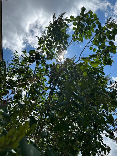 A low-angle, full shot captures a dense canopy of green foliage against a bright blue sky with scattered white clouds. The sun's rays pierce through the leaves, creating a dappled lighting effect and a lens flare. Power lines are visible against the sky. The scene appears to be outdoors in an urban environment, possibly Uchaly, Russia, given the context. No people or specific actions are depicted. The focus is on the natural elements of the tree and sky.