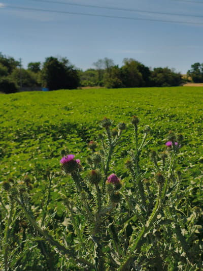 The photograph depicts a close-up view of prickly thistle plants with purple flower heads in the foreground. Behind the thistles, a vast, green field stretches into the distance under a clear blue sky. The field appears to be cultivated, possibly with crops. In the far background, a line of trees forms a natural border, and power lines are visible crisscrossing the sky. The overall impression is of a rural landscape bathed in sunlight. The location is identified as Psilske, Ukraine.