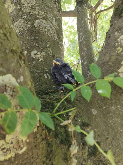 A fledgling bird, primarily black with some grey feathering, sits on a thick, lichen-covered tree branch. The tree trunk is segmented by smaller branches and is also partially covered with green moss or lichen. Green foliage is visible, with a vine of leaves directly in front of the bird. Other trees and greenery are visible in the background. The location of the image is Stafford, United Kingdom.