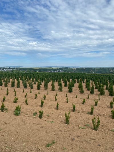 The image depicts a nursery field in Sachsenheim, Germany, filled with rows of young evergreen trees. The field is primarily composed of dry, reddish-brown soil, with some sparse green vegetation growing amongst the saplings. The trees are planted in a regular grid pattern, with larger, more established trees in the background and smaller saplings in the foreground. In the distance, a town with houses and buildings can be seen nestled among rolling green hills. The sky is partly cloudy, with a mix of blue sky and white, wispy clouds. Power lines stretch across the upper portion of the image. There are no people or animals visible in the scene. The overall impression is one of agricultural cultivation and a rural landscape under a bright, partly cloudy sky.