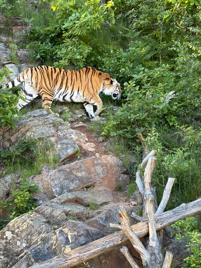 This image captures a Siberian or Amur tiger, distinguished by its orange-yellow fur with bold black stripes and white underside, in a naturalistic outdoor enclosure. The tiger is positioned in the upper-left to central portion of the frame, mid-stride, walking from left to right down a rocky, earthen path. Its head is slightly turned to the right, and its mouth is open, revealing teeth and whiskers, possibly indicating a vocalization, yawn, or environmental sensing.
The terrain consists of a steep, uneven slope covered in large, multi-toned grey and brown rock formations. Patches of green grass and small leafy plants grow between the rocks and on the path. The upper background and right side of the image are densely filled with vibrant green foliage, primarily deciduous trees and shrubs, suggesting a heavily vegetated environment. In the lower right foreground, several light-colored, weathered dead tree branches or logs are visible, forming a natural barrier or habitat enrichment. Natural sunlight illuminates the scene, casting highlights on the tiger's fur, the foliage, and parts of the rocks.
Based on the animal species and the specified location, this scene is situated within the tiger exhibit at Kristiansand Dyrepark (Kristiansand Zoo and Amusement Park) in Kristiansand, Norway.