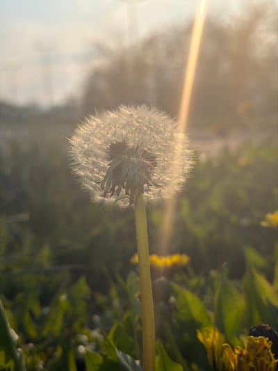 The image displays a single dandelion seed head (pappus), illuminated by strong backlighting, centered slightly to the left in the frame within a grassy field in Toul, France. The dandelion's stem is light green, and its white, spherical seed head is translucent, highlighting individual achenes and their feathery parachutes. Remnants of a withered flower base are visible beneath the seed head. The sun, positioned above and to the right, creates a prominent vertical lens flare extending through the upper right quadrant and casting a warm, golden glow across the entire scene. The foreground and background consist of out-of-focus green foliage, with several yellow dandelion flowers visible, particularly in the lower right and mid-right. Distant, blurred trees or structures are discernible against a hazy, bright sky in the upper background. There are no individuals, explicit actions, or direct interactions depicted.