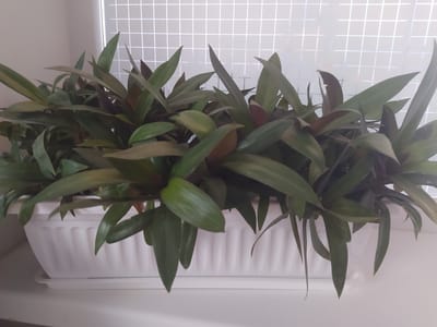 A medium shot captures a healthy, leafy Rhoeo plant in a white plastic planter. The plant's foliage is a vibrant mix of deep green and purple hues, with some leaves showing streaks of lighter green or yellow. The leaves are lance-shaped and grow in dense clusters, creating a lush appearance. The white planter has a fluted design and sits on a matching white saucer. In the background, a window with a white grid pattern is visible, suggesting it might be daytime with diffused light. The setting appears to be indoors, likely a windowsill or shelf, given the clean surfaces and the plant's placement. There are no people or animals visible in the frame. The overall mood is peaceful and serene, highlighting the natural beauty of the plant. The location context suggests this image was taken in Kojomkul, Kyrgyzstan.