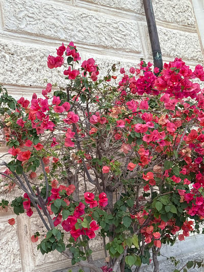 The image presents a close-up view of a vibrant bougainvillea plant sprawling across a textured, light-colored wall, characteristic of Portoferraio, Italy. The plant features an abundance of bright pink and reddish-orange bracts (often mistaken for petals), interspersed with lush green leaves and intricate, woody branches. The colors of the flowers range from deep fuchsia to lighter coral and salmon tones, with some dried or fading bracts visible, adding to the plant's natural appearance.

The background consists of a rough-textured, off-white or cream-colored wall, possibly stucco or stone, with faint vertical patterns and a slightly uneven surface. A dark, metallic pipe, possibly copper given its greenish patina near the end, extends horizontally from the upper left side of the wall, partially obscured by the dense bougainvillea foliage.

The scene is well-lit, indicating a clear daytime setting with ambient light bringing out the rich colors of the plant. There is no visible human activity or event taking place; the image captures a static natural display. No text is visible. The overall impression is one of natural beauty and typical Mediterranean flora thriving against architectural elements.