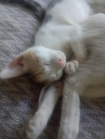 A close-up, overhead shot shows a small, domestic cat sleeping on a textured grey surface. The cat is predominantly white with patches of orange and grey fur, particularly on its head and tail. Its eyes are closed, and its paws are curled up near its face. The grey surface appears to be a blanket or upholstery with a ribbed pattern. The image does not contain any recognizable landmarks or elements that would indicate its location within Termez, Uzbekistan.