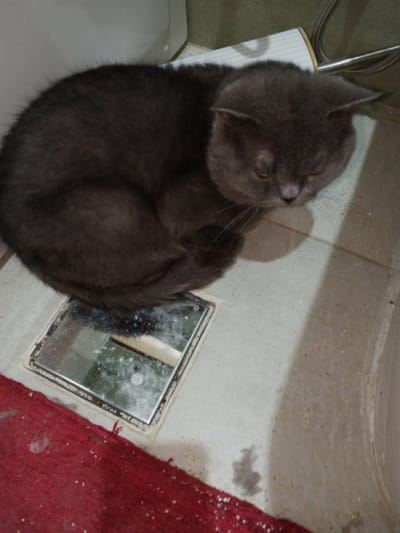 A grey domestic cat is observed curled in a resting or sleeping posture on a light-colored tiled floor within what appears to be a bathroom or utility area in Madinaty, Egypt. The cat's body is positioned such that its hindquarters and tail rest directly over a square, metallic floor drain, which exhibits some surface residue. Adjacent to the floor drain and partially visible in the lower left quadrant is a section of a red fibrous mat or rug. In the background, a white porcelain fixture, a white patterned object, and a flexible metallic hose are discernible. The scene is illuminated by an unseen light source, casting a shadow from the cat onto the floor.