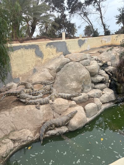 A group of crocodiles are basking on rocks near a murky green pond. The crocodiles are of various sizes, with scaly, patterned skin. Some are lying on their sides, while others are curled up. The environment appears to be an enclosure, with a concrete wall and sandy ground visible. Palm trees and other vegetation are present in the background, suggesting a warm climate. The scene is a matter-of-fact depiction of the crocodiles in their habitat.