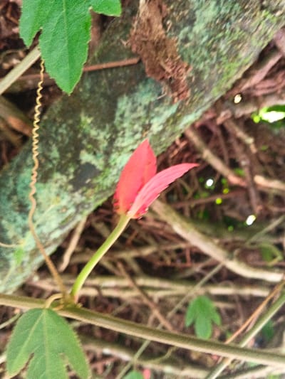 The scene depicts a close-up view of natural vegetation in Masulog, Philippines. A developing red flower bud, consisting of two prominent, folded petals, is centrally positioned, supported by a vibrant green stem. Several small, dark insects, consistent with ants, are visible on the exterior base of the flower bud. To the left, a slender, light brown spiraling tendril descends from a green leaf. Another green, lobed leaf is present in the upper left corner, and a segment of a larger green leaf is visible at the bottom of the frame. The background features a large, moss-covered tree branch or trunk running diagonally from the upper left to the right, exhibiting textures of green moss and brown bark. Behind this, a dense, blurred network of brown branches, twigs, and indistinct green foliage fills the remainder of the frame, with several small, bright green and white points of light scattered throughout.